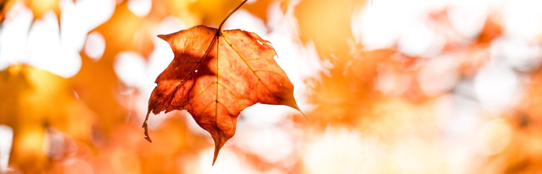 beautiful fall leaf on a tree